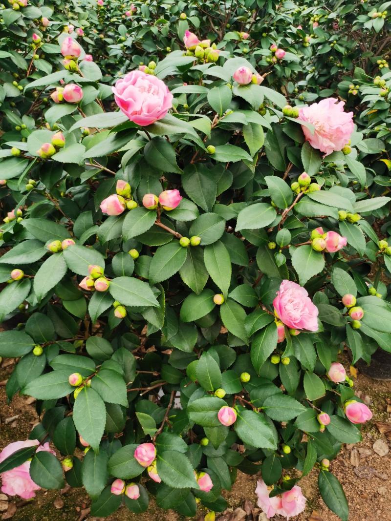 精品香妃山茶花树苗盆栽浓香型带花苞福建基地直批