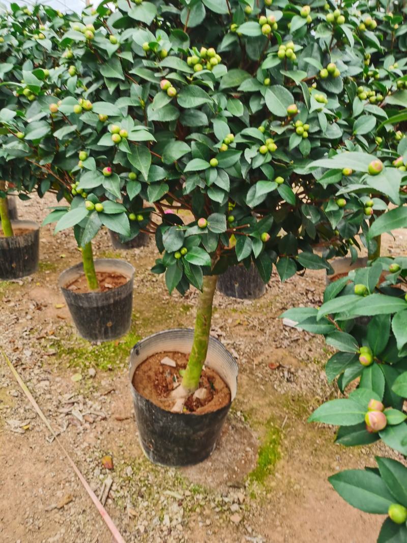 精品香妃山茶花树苗盆栽浓香型带花苞福建基地直批