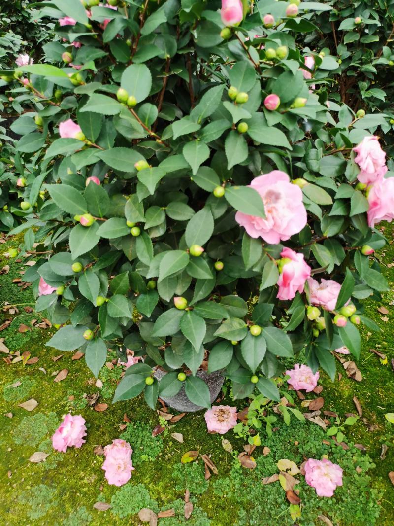 精品香妃山茶花树苗盆栽浓香型带花苞福建基地直批