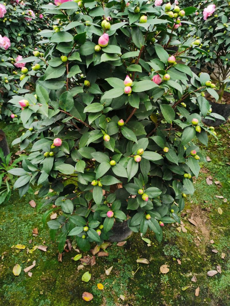 精品香妃山茶花树苗盆栽浓香型带花苞福建基地直批