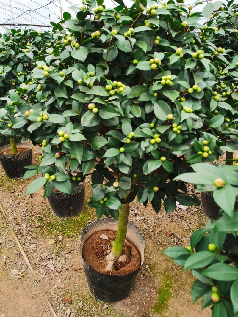 精品香妃山茶花树苗盆栽浓香型带花苞福建基地直批