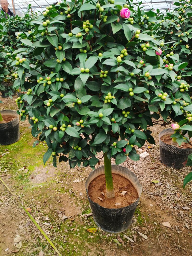 精品香妃山茶花树苗盆栽浓香型带花苞福建基地直批