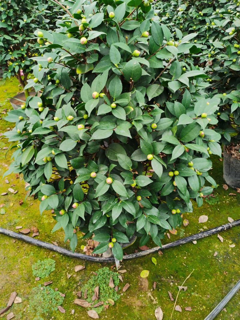 精品香妃山茶花树苗盆栽浓香型带花苞福建基地直批