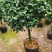 精品香妃山茶花树苗盆栽浓香型带花苞福建基地直批
