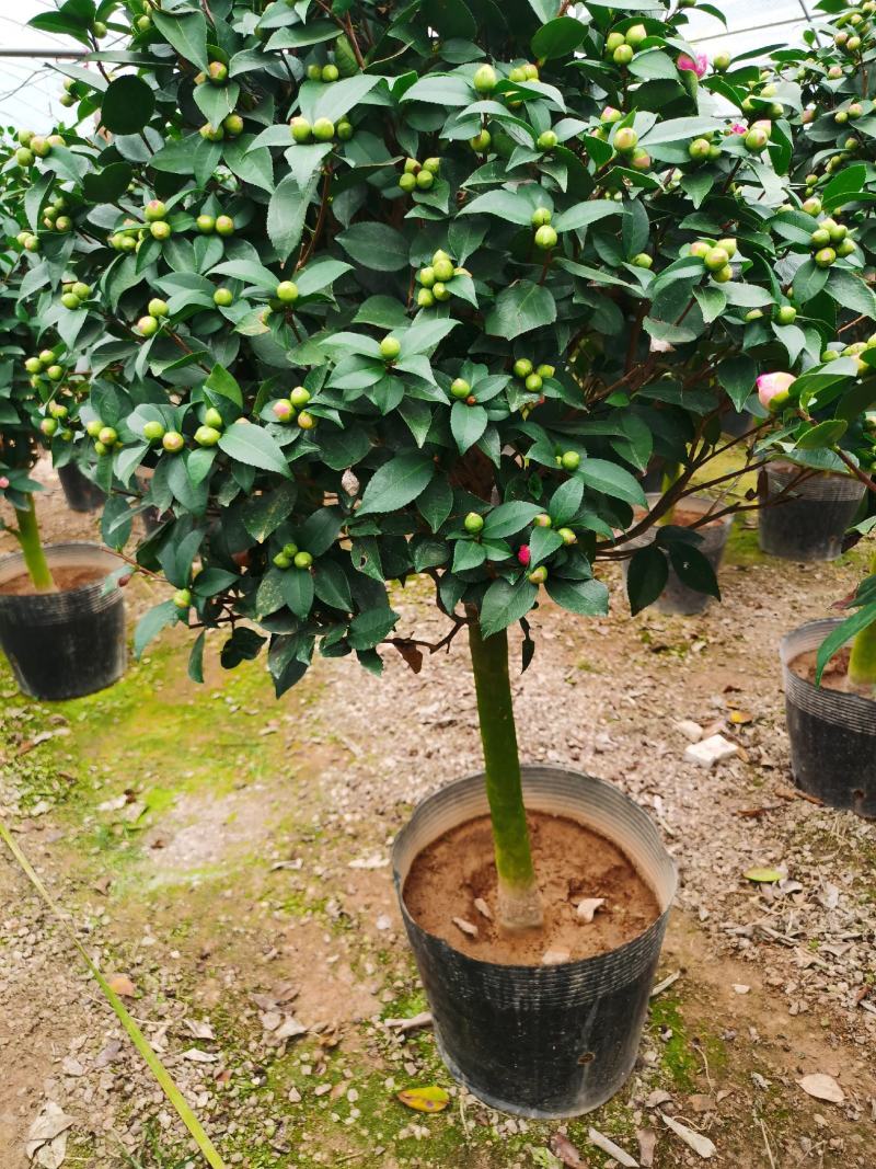 精品香妃山茶花树苗盆栽浓香型带花苞福建基地直批