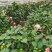 精品香妃山茶花树苗盆栽浓香型带花苞福建基地直批