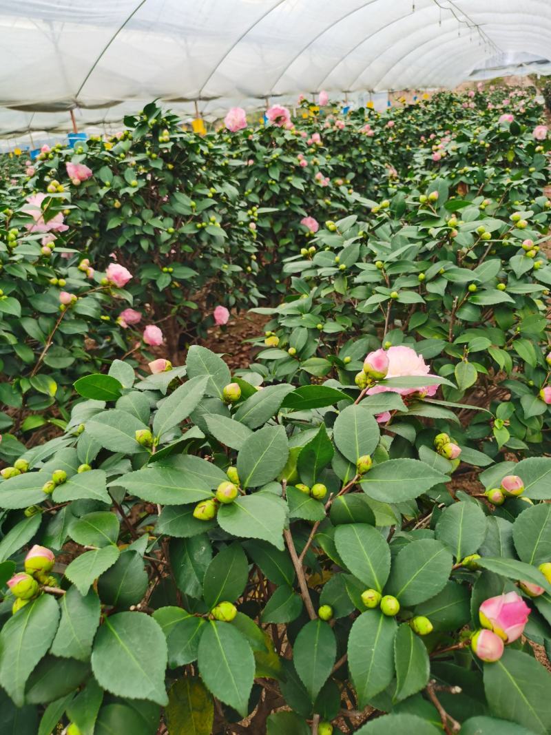 精品香妃山茶花树苗盆栽浓香型带花苞福建基地直批