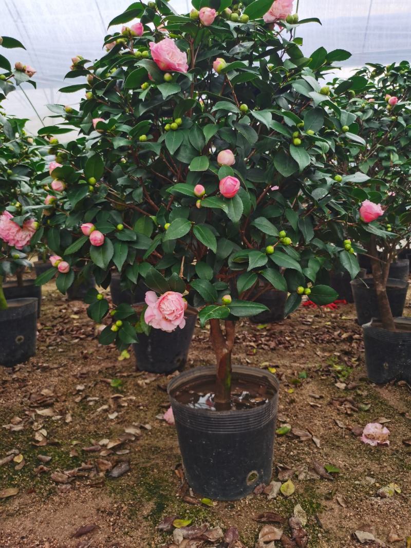 精品香妃山茶花树苗盆栽浓香型带花苞福建基地直批