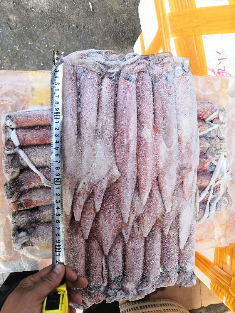 灯光船捕红鱿鱼，各种规格齐全，爽口鲜甜，吃过还想吃。