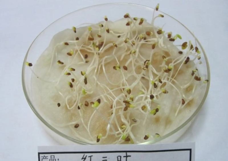 供应红三叶种子可观赏,做绿肥，耐湿性好,有药用