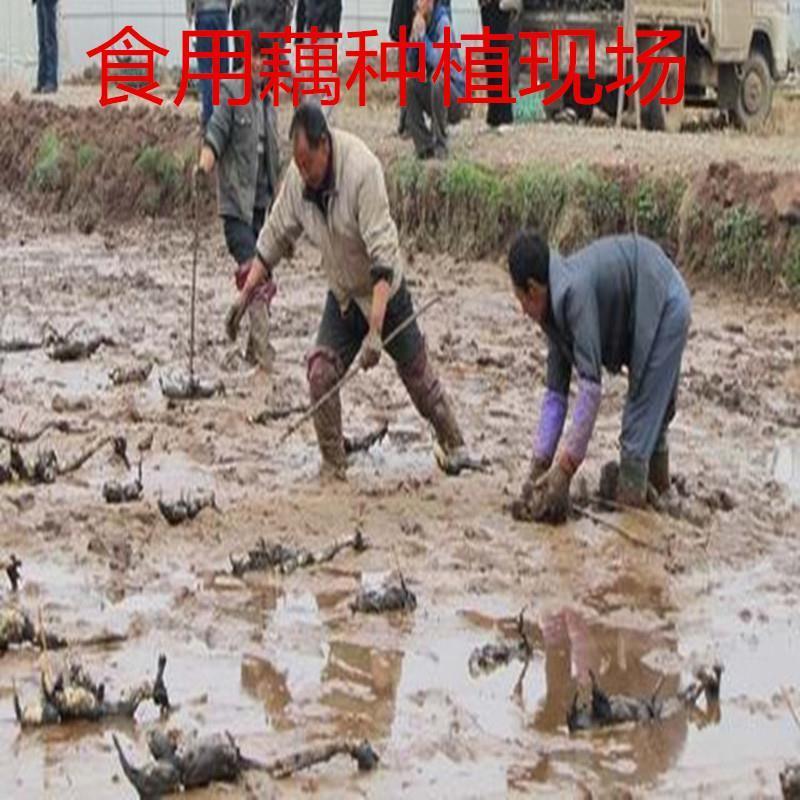 莲藕种苗莲藕苗南斯拉夫美国雪莲种苗，鄂莲10号，高产种苗