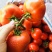 🔥西红柿🍅石头果串果弧三以上可实地看货