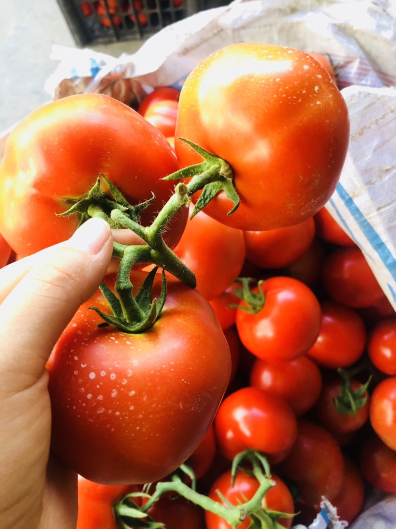 🔥西红柿🍅石头果串果弧三以上可实地看货