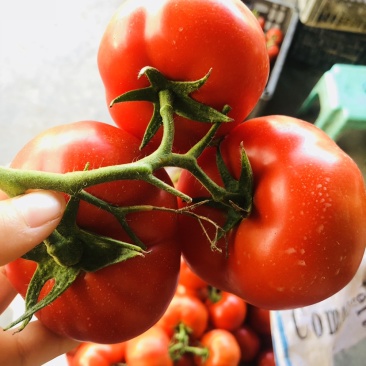 🔥西红柿🍅石头果串果弧三以上可实地看货