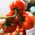 🔥西红柿🍅石头果串果弧三以上可实地看货