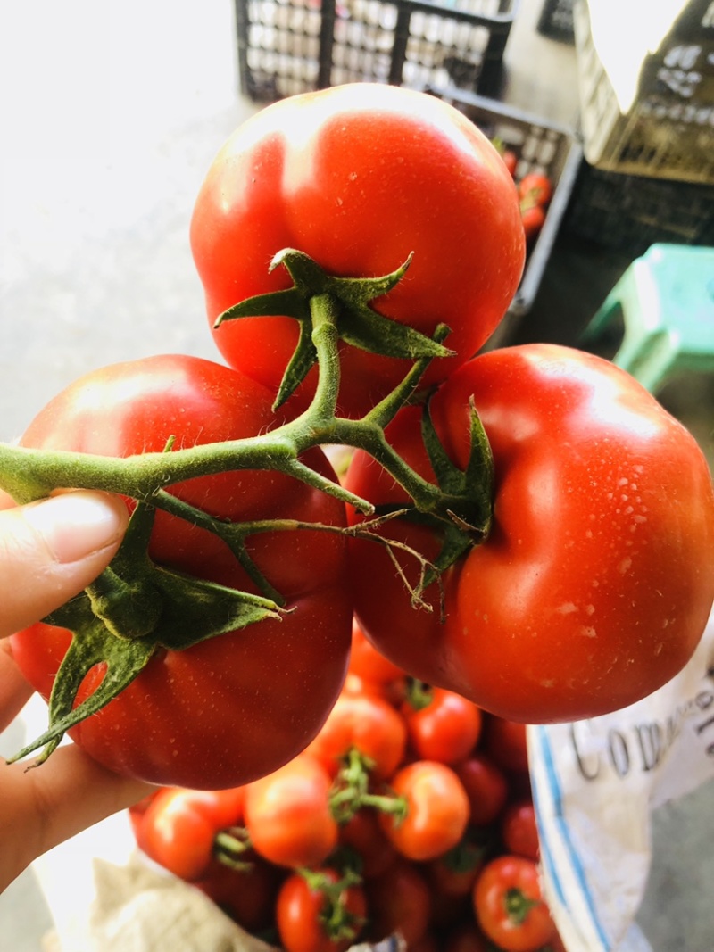 🔥西红柿🍅石头果串果弧三以上可实地看货