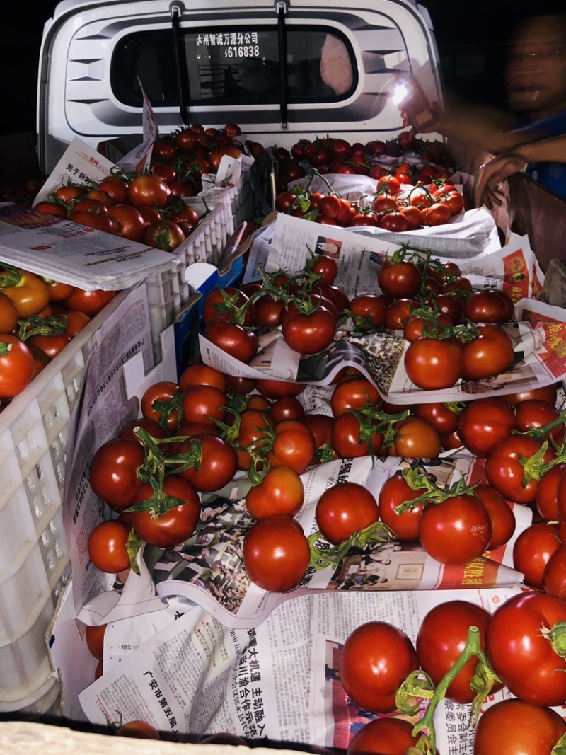 🔥西红柿🍅石头果串果弧三以上可实地看货