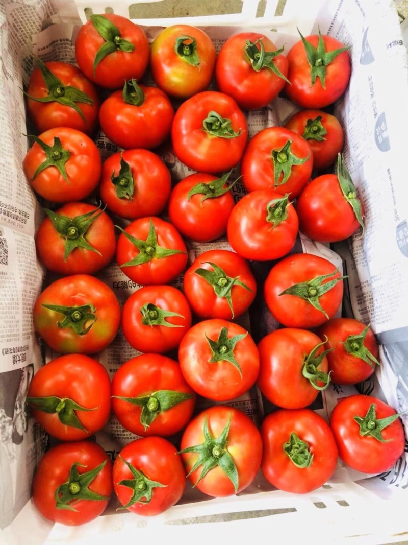 🔥西红柿🍅石头果串果弧三以上可实地看货