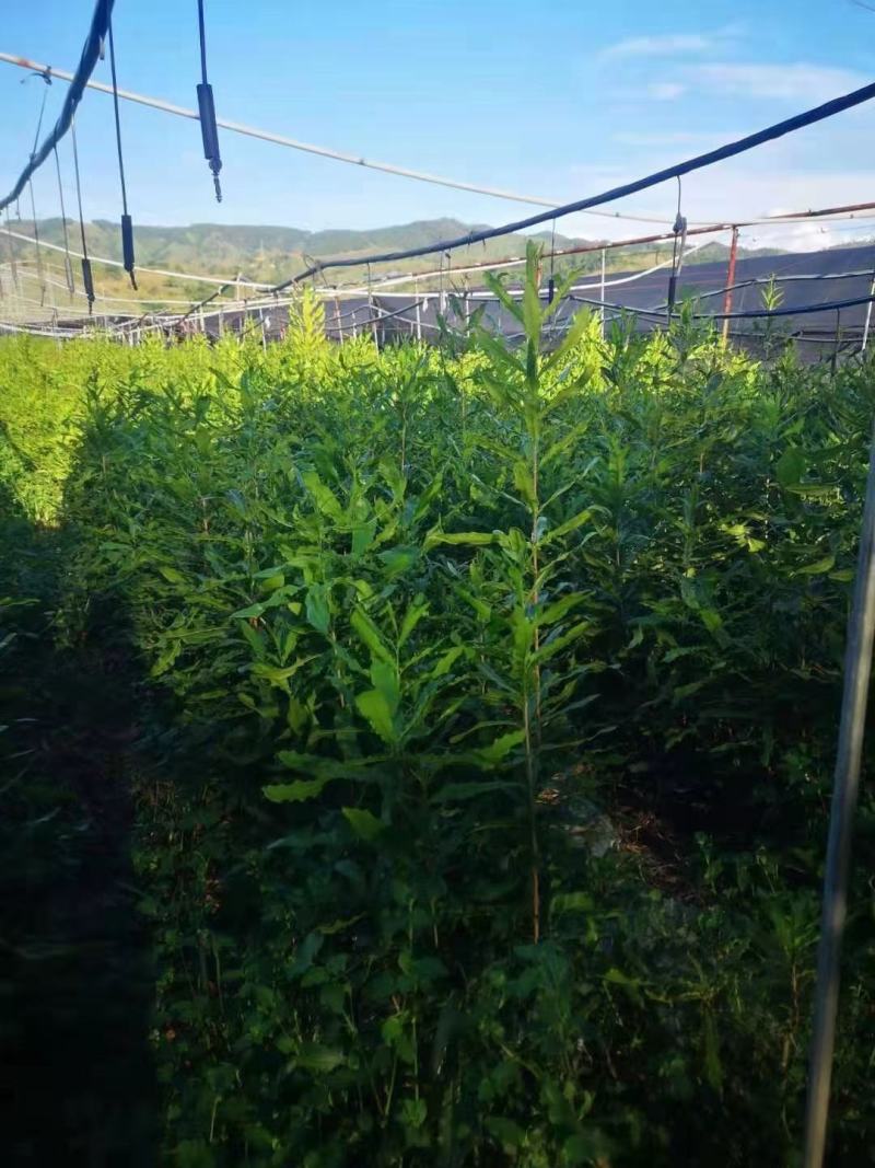 夏威夷果（澳洲坚果嫁接苗）苗嫁接苗