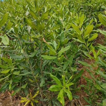 夏威夷果（澳洲坚果嫁接苗）苗嫁接苗