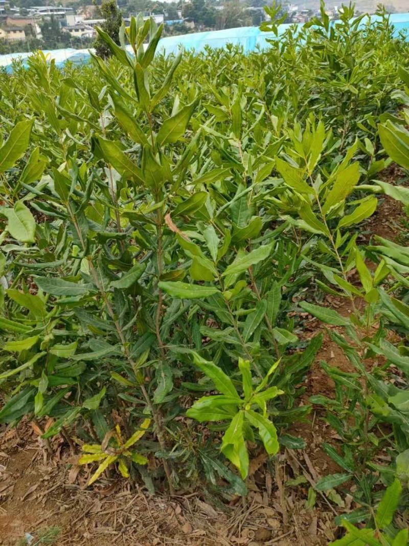 夏威夷果（澳洲坚果嫁接苗）苗嫁接苗