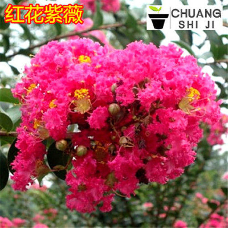 紫薇花树苗百日红花紫薇绿化工程苗木红火箭紫薇花苗庭院开花
