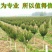 紫薇花树苗百日红花紫薇绿化工程苗木红火箭紫薇花苗庭院开花