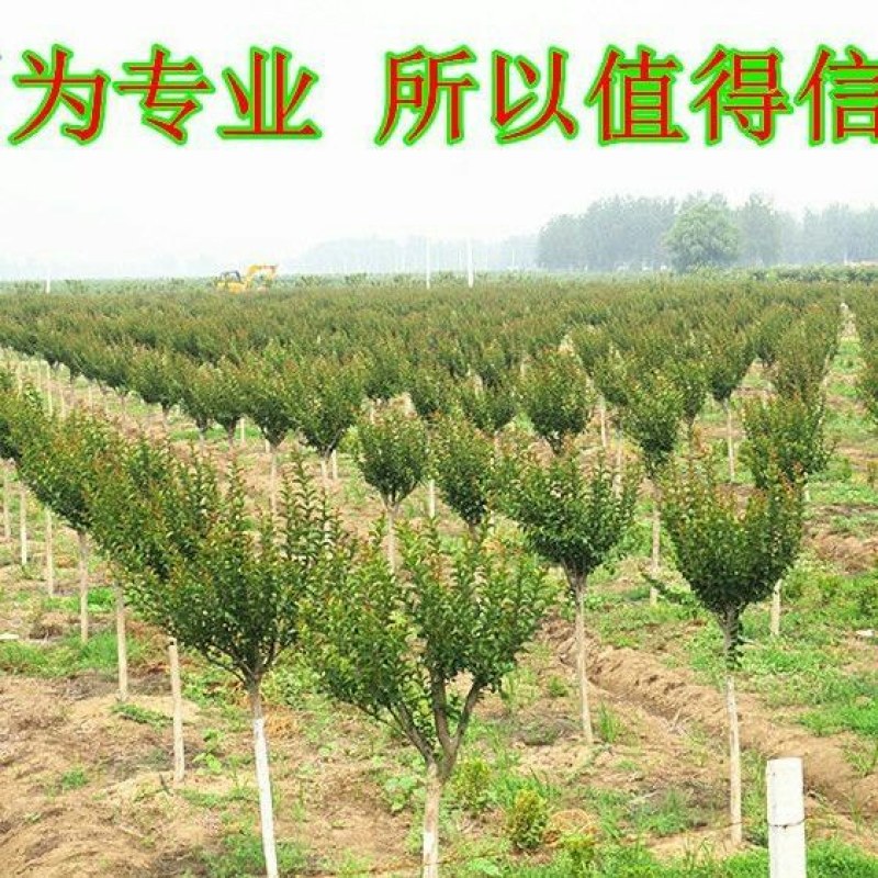 紫薇花树苗百日红花紫薇绿化工程苗木红火箭紫薇花苗庭院开花