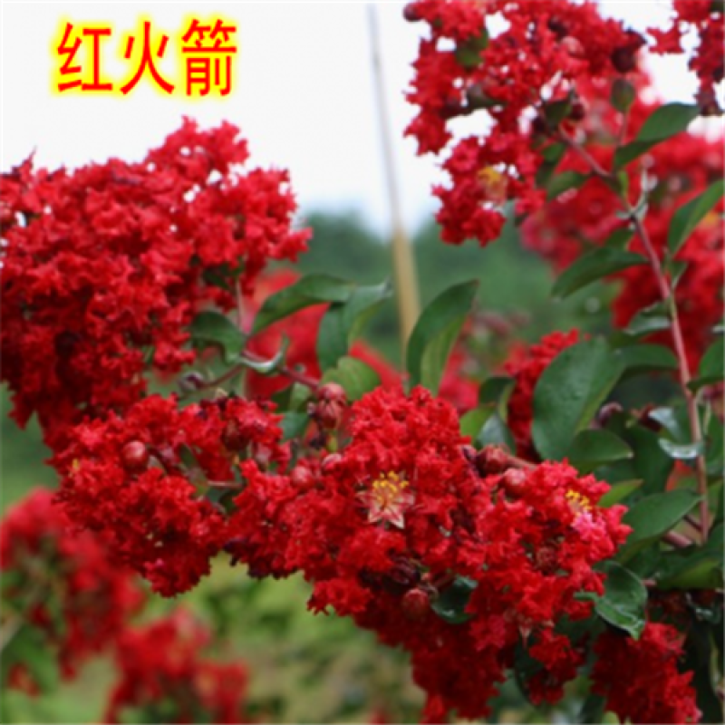 紫薇花树苗百日红花紫薇绿化工程苗木红火箭紫薇花苗庭院开花
