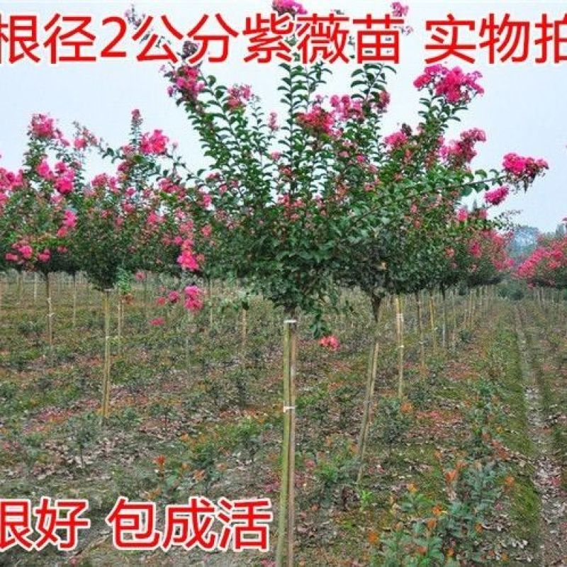 紫薇花树苗百日红花紫薇绿化工程苗木红火箭紫薇花苗庭院开花