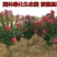 紫薇花树苗百日红花紫薇绿化工程苗木红火箭紫薇花苗庭院开花