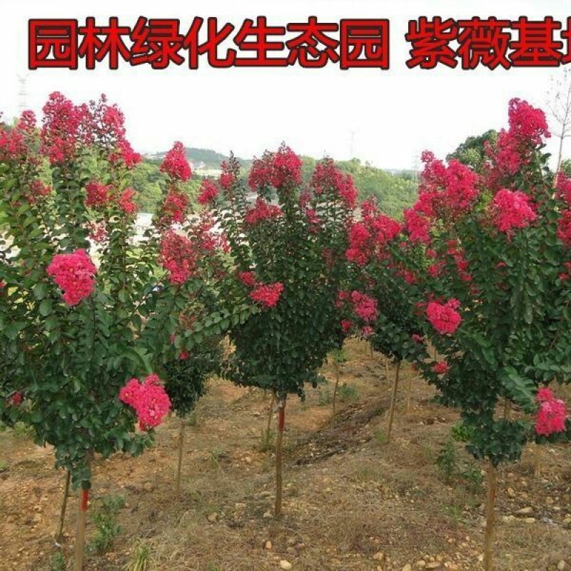 紫薇花树苗百日红花紫薇绿化工程苗木红火箭紫薇花苗庭院开花