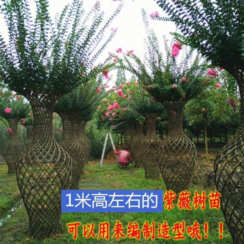 紫薇花树苗百日红花紫薇绿化工程苗木红火箭紫薇花苗庭院开花