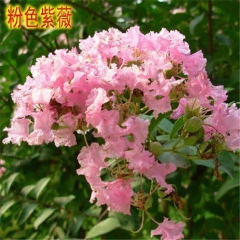 紫薇花树苗百日红花紫薇绿化工程苗木红火箭紫薇花苗庭院开花