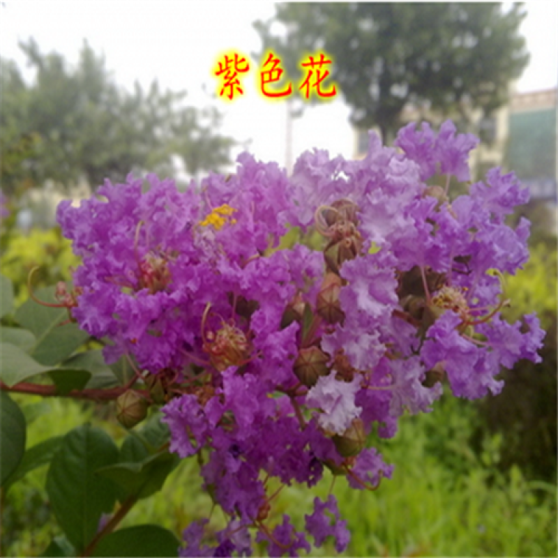 紫薇花树苗百日红花紫薇绿化工程苗木红火箭紫薇花苗庭院开花