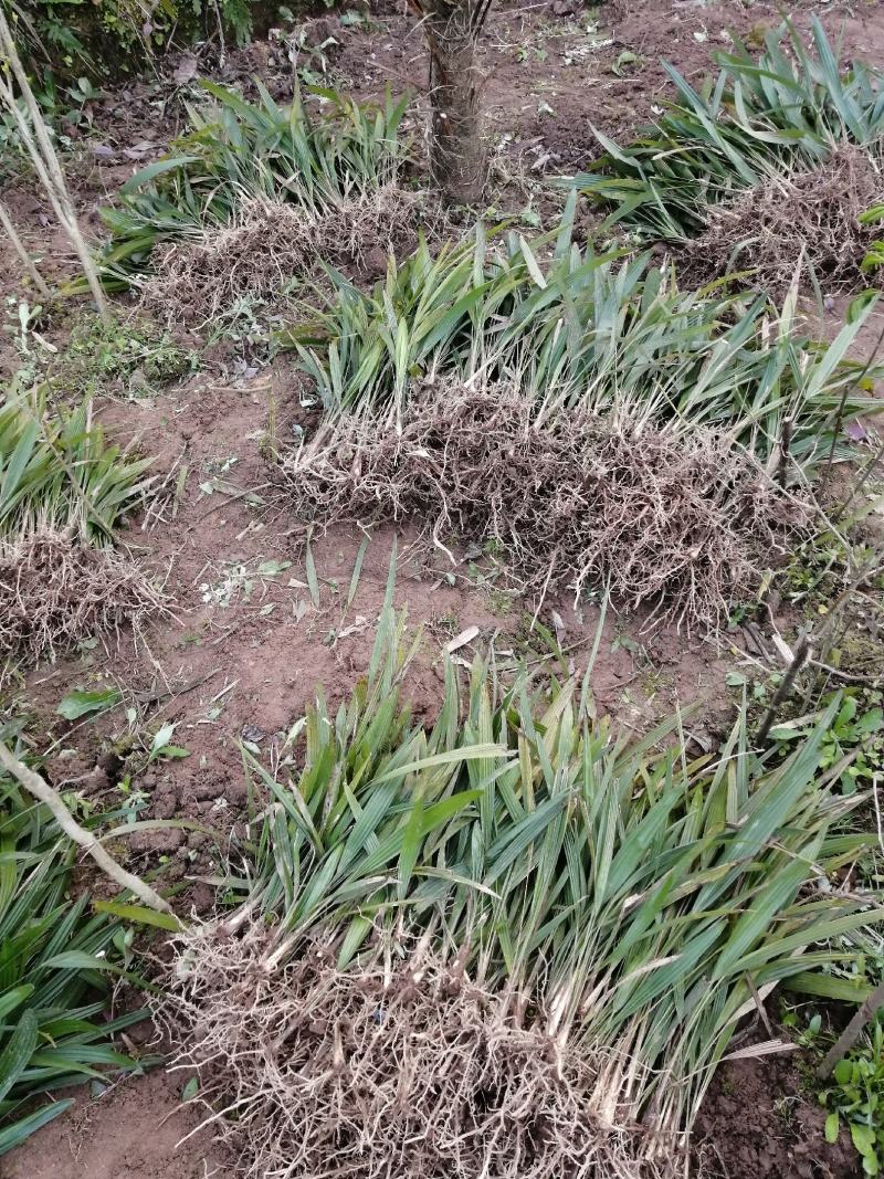 棕苞树苗棕树苗食用棕苞树苗基地大量供货货源充足
