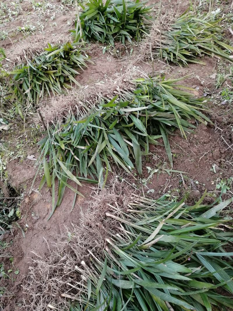 棕苞树苗棕树苗食用棕苞树苗基地大量供货货源充足