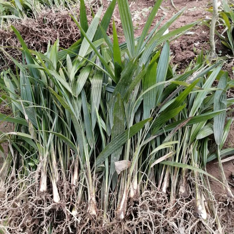 棕苞树苗棕树苗食用棕苞树苗基地大量供货货源充足