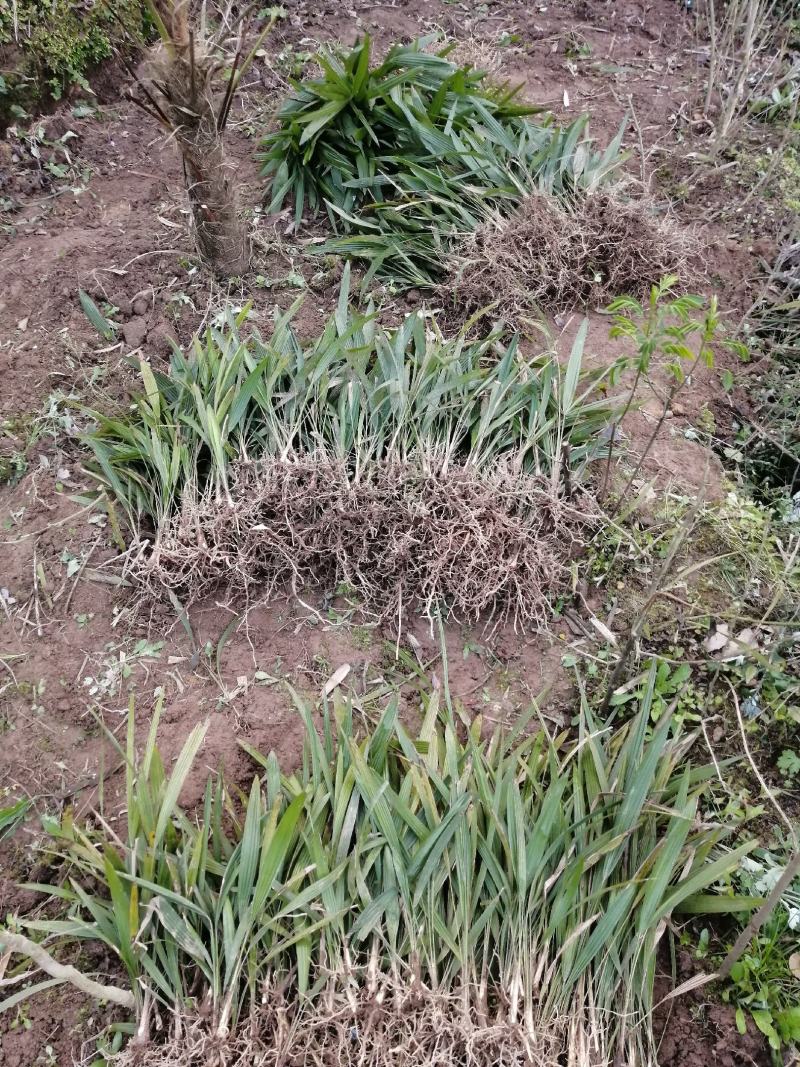 棕苞树苗棕树苗食用棕苞树苗基地大量供货货源充足