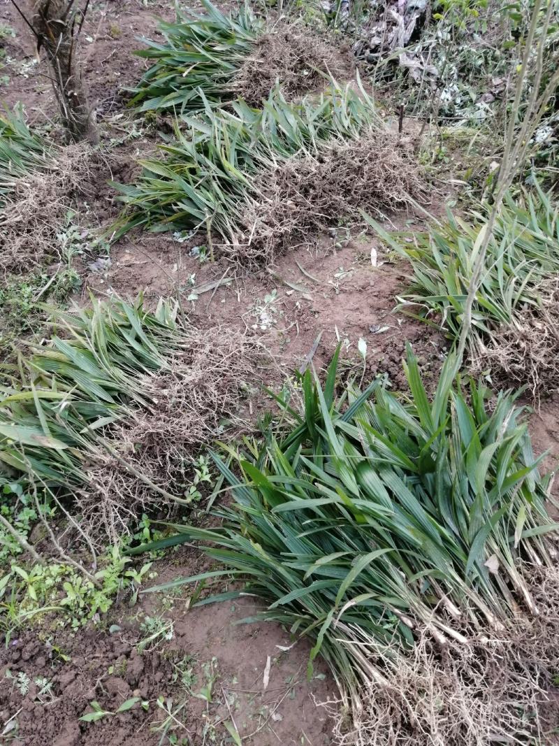 棕苞树苗棕树苗食用棕苞树苗基地大量供货货源充足