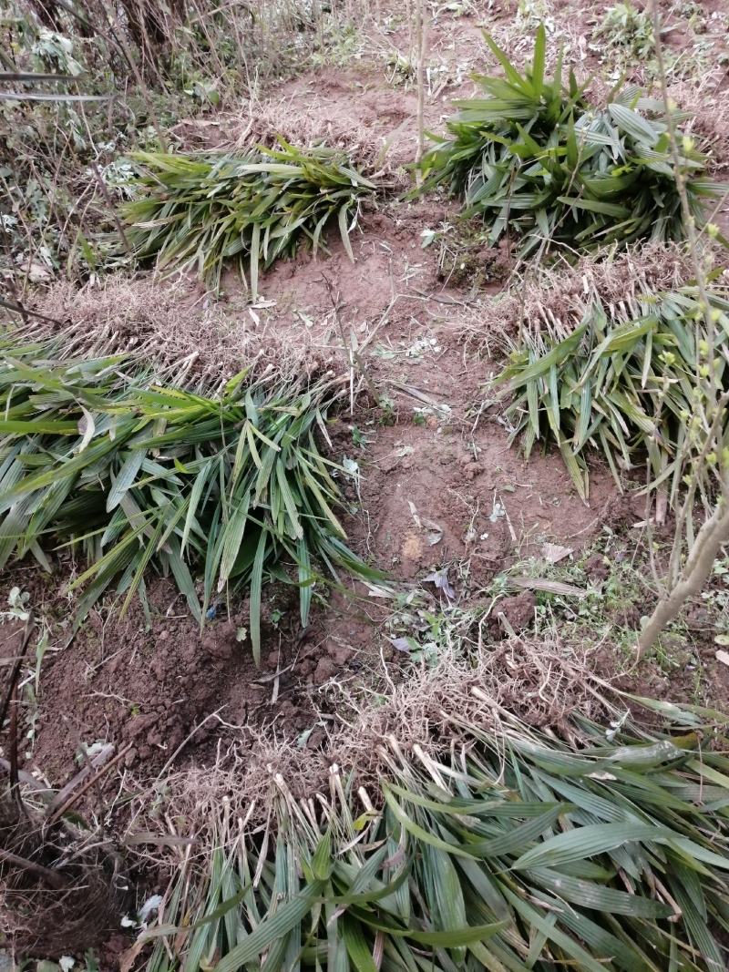 棕苞树苗棕树苗食用棕苞树苗基地大量供货货源充足