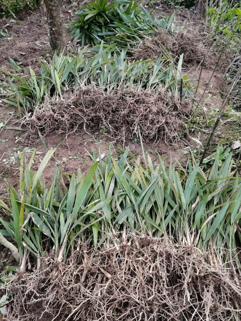 棕苞树苗棕树苗食用棕苞树苗基地大量供货货源充足