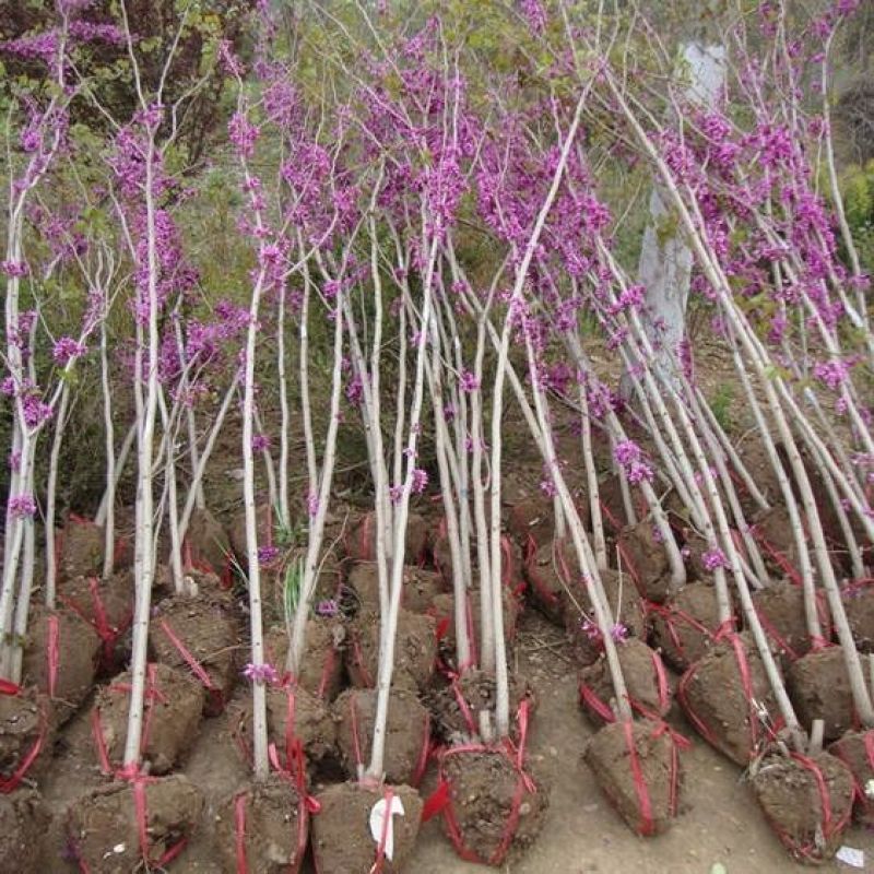 紫荆花树苗盆栽庭院绿化植物花卉盆栽耐寒耐热