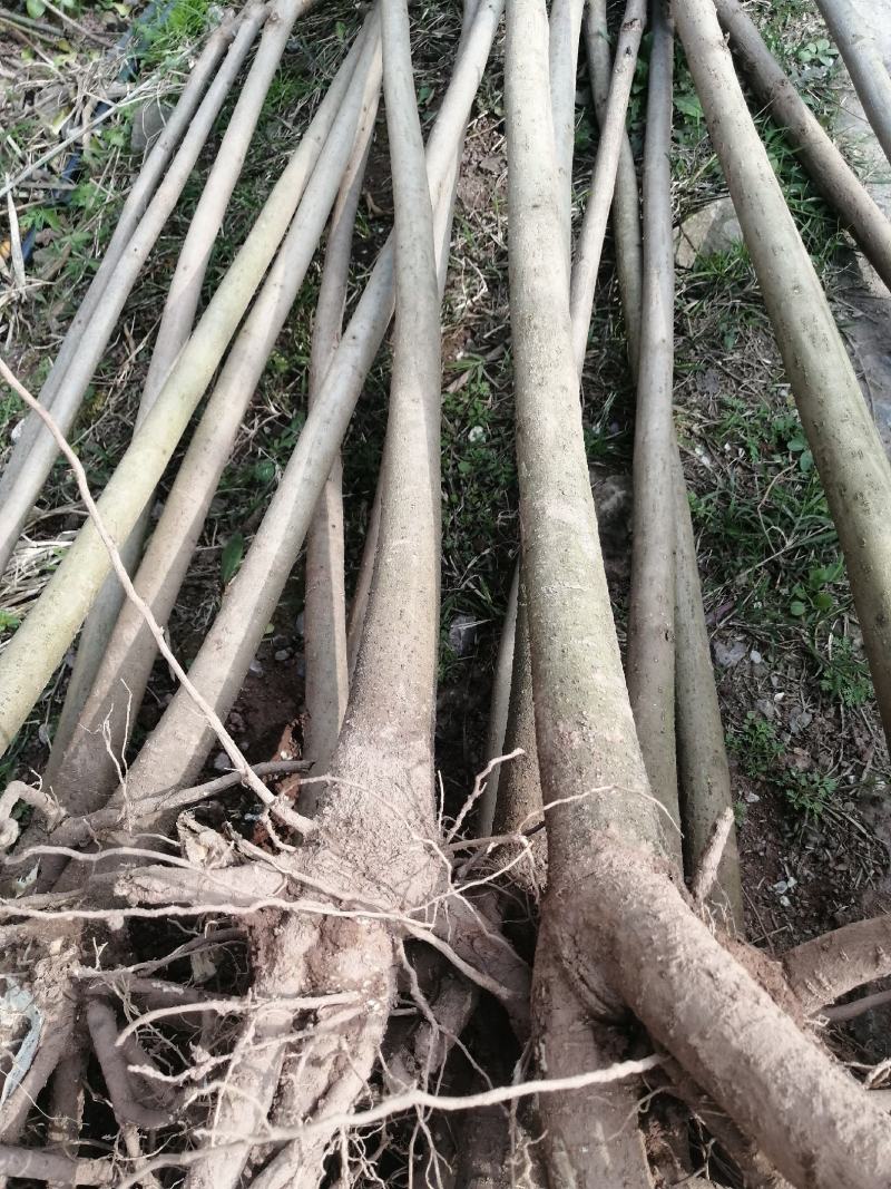 5公分油桐树批发，买油桐树请选择重庆俊尧专业油桐培育公司