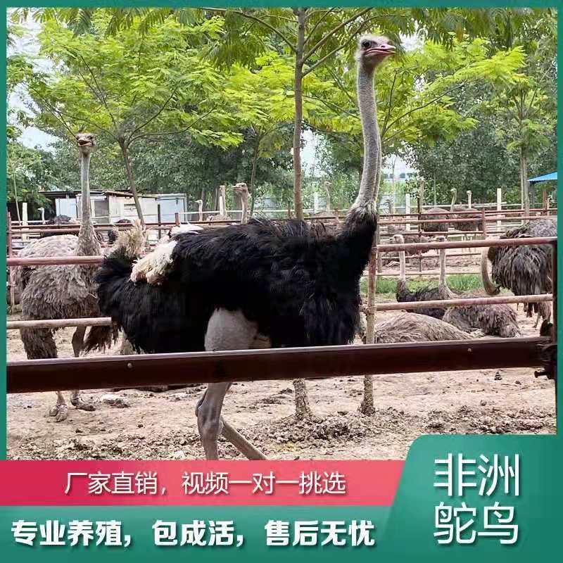 鸵鸟养殖场直销视频挑选鸵鸟养殖技术鸵鸟包邮