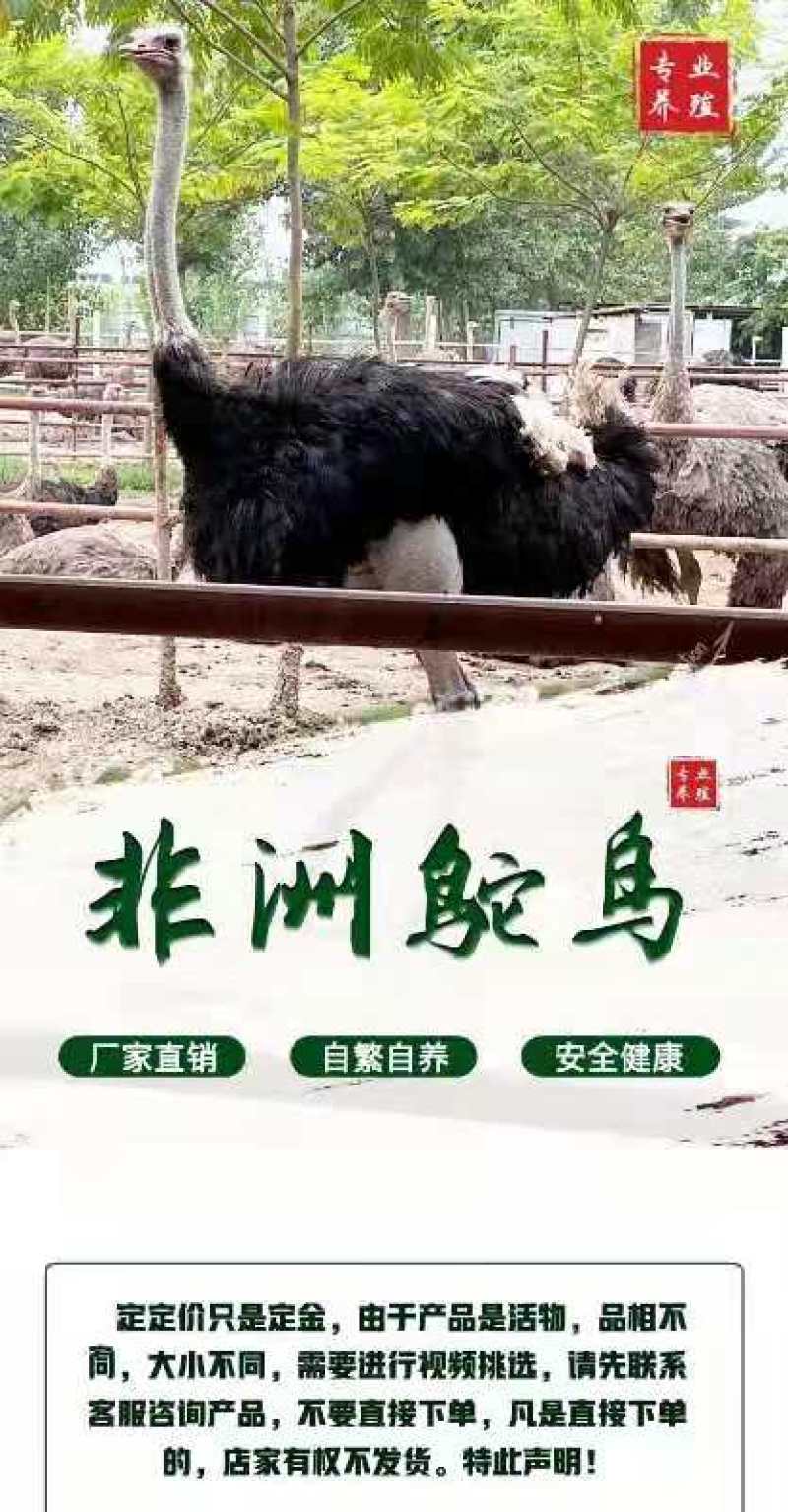 鸵鸟养殖场直销视频挑选鸵鸟养殖技术鸵鸟包邮