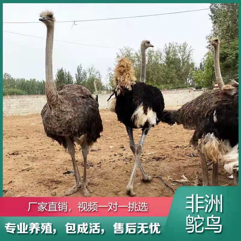 鸵鸟养殖场直销视频挑选鸵鸟养殖技术鸵鸟包邮