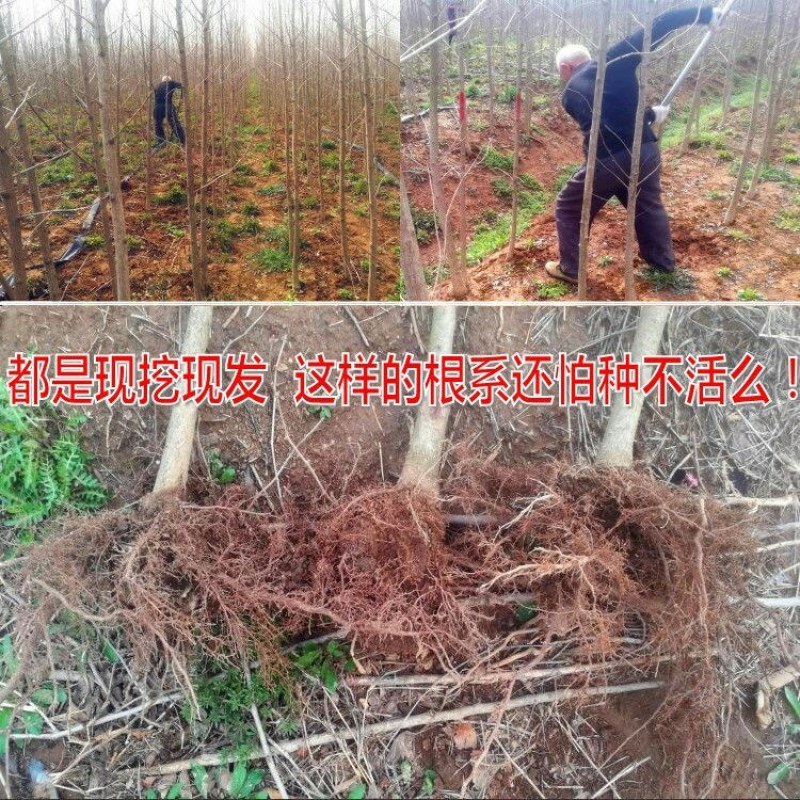 银杏树苗白果活苗庭院占地绿化苗木行道树金叶银杏小苗南北方