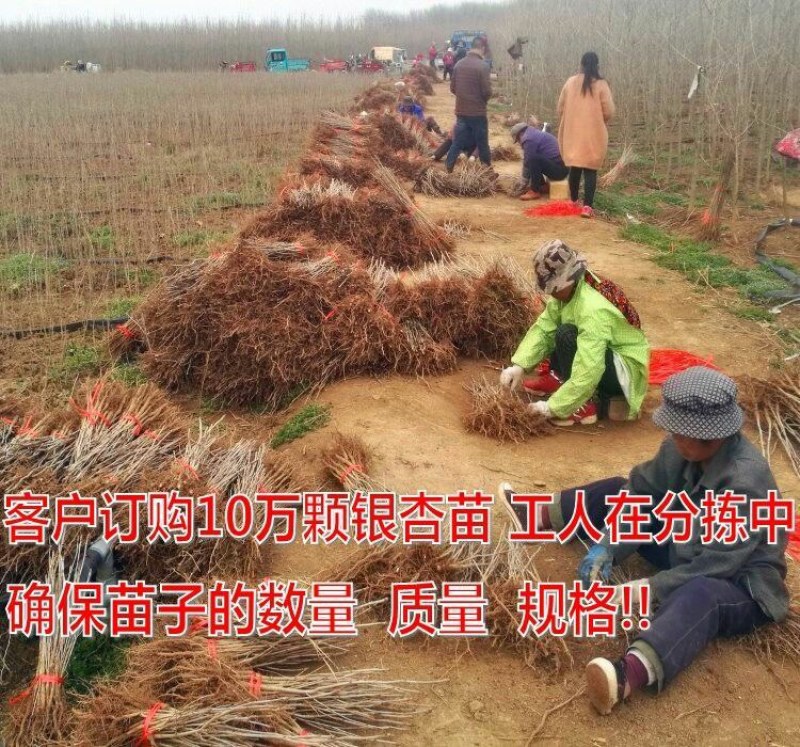 银杏树苗白果活苗庭院占地绿化苗木行道树金叶银杏小苗南北方