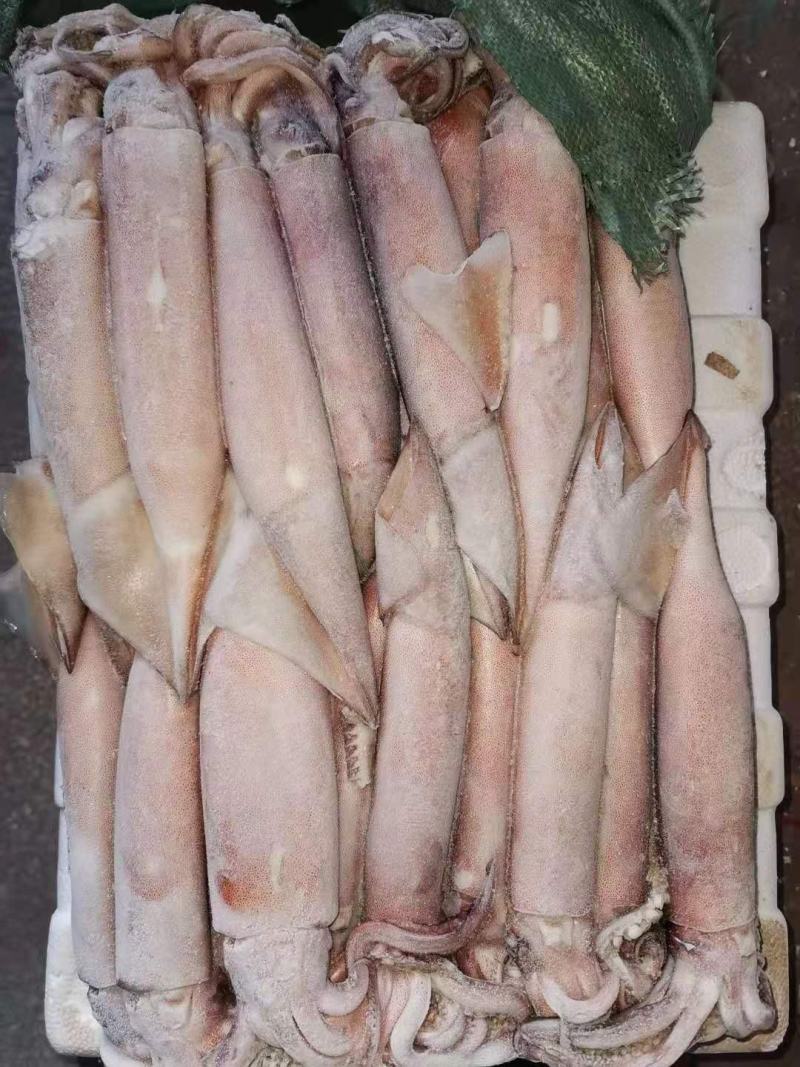 飞机鱿鱼，分别为36,37,38,39,40适合批发零售